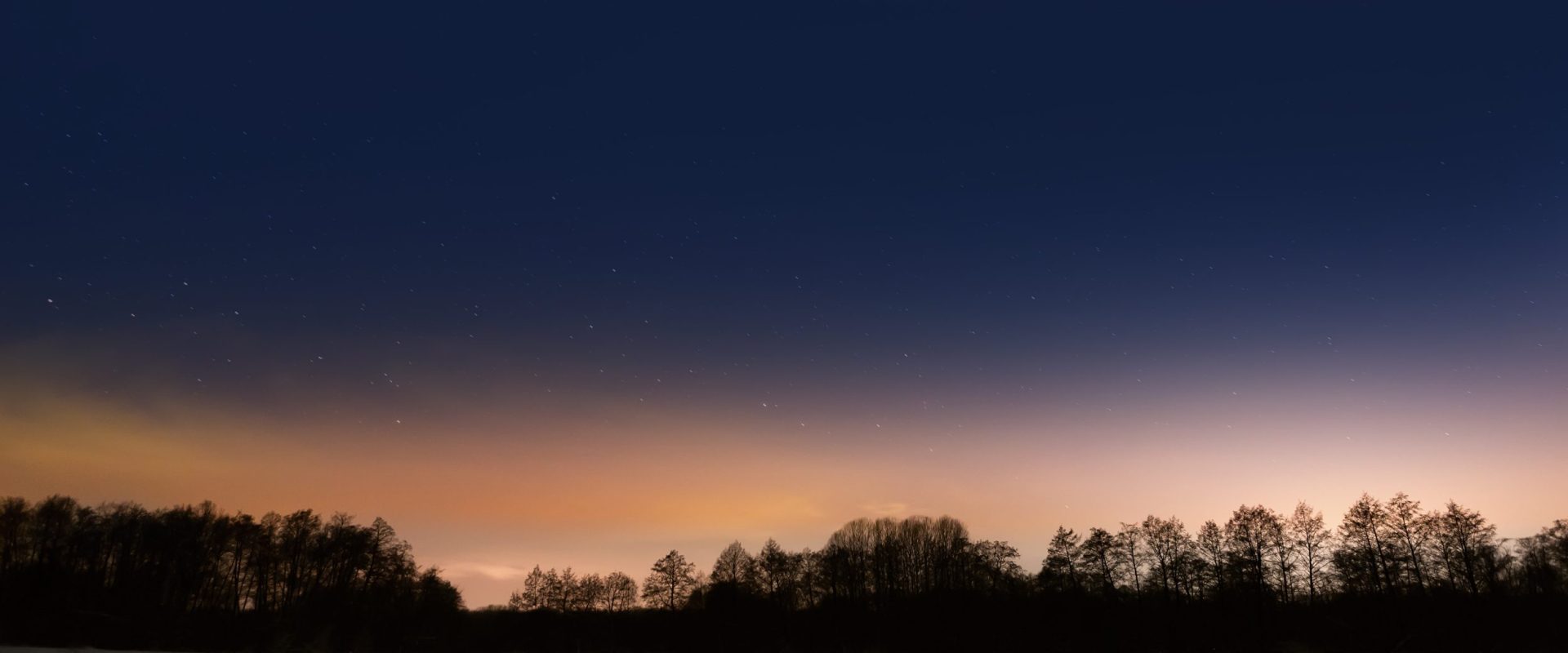 Trees on a background of the night starry sky